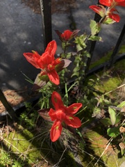Castilleja cryptandra