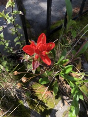 Castilleja cryptandra