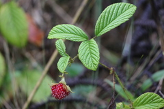 Rubus nubigenus