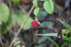 Rubus nubigenus