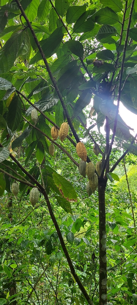 Theobroma cacao, Arenas, Utuado, Puerto Rico