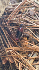 Phymonotus jacintotopos