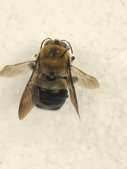 Xylocopa virginica