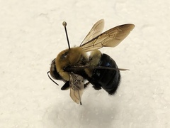 Xylocopa virginica