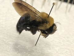 Xylocopa virginica