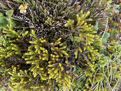 Veronica tetragona subsimilis