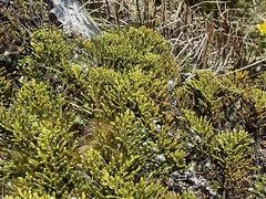 Veronica tetragona subsimilis