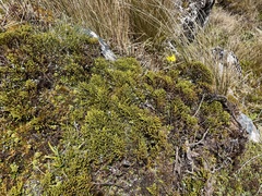 Veronica tetragona subsimilis