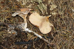 Lentinellus cochleatus