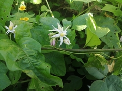 Solanum volubile