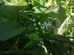 Solanum volubile