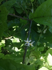 Solanum volubile