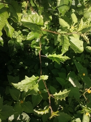 Solanum volubile