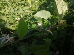 Solanum volubile