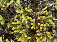 Veronica tetragona subsimilis