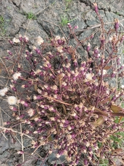 Tripolium pannonicum