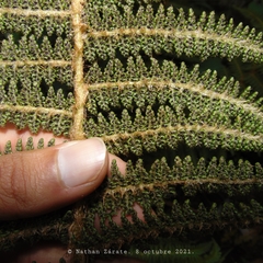 Polystichum speciosissimum