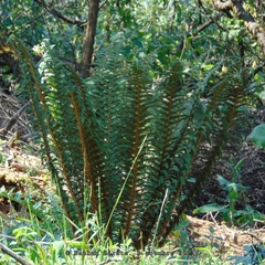 Polystichum speciosissimum