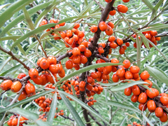 Hippophae