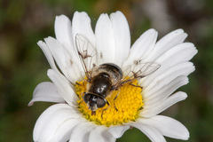 Eristalis rupium