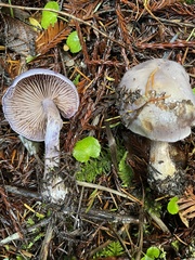 Thaxterogaster occidentalis