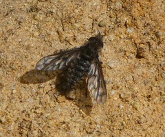 Conophorus