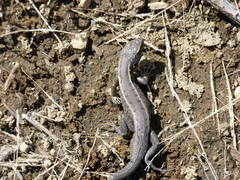 Liolaemus cyanogaster