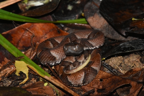 Photo of a Murici Lancehead (Bothrops muriciensis)