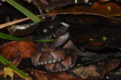 Bothrops muriciensis
