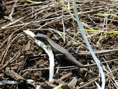 Liolaemus cyanogaster