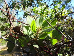 Arctostaphylos columbiana