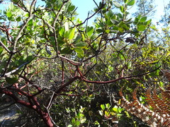 Arctostaphylos columbiana