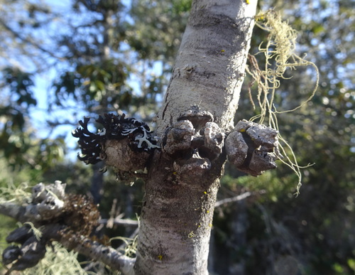 Image of Hesperocyparis pygmaea by (c) Thomas Koffel, some rights reserved (CC BY)