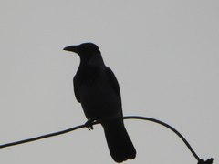 Corvus cornix