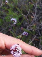 Agathosma lanceolata