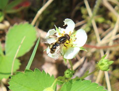 Anasimyia anausis
