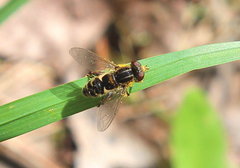 Anasimyia anausis