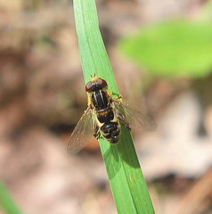 Anasimyia anausis