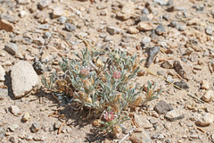 Townsendia scapigera