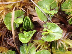 Caltha obtusa