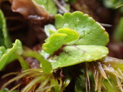 Caltha obtusa