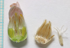 Townsendia scapigera