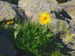 Doronicum clusii