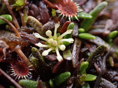 Abrotanella caespitosa