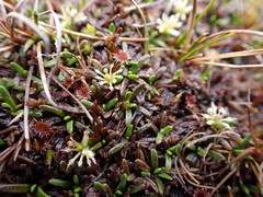 Abrotanella caespitosa