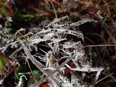 Lecanora epibryon broccha