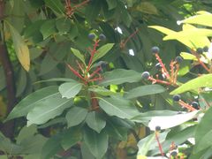 Machilus