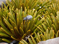 Aciphylla dobsonii
