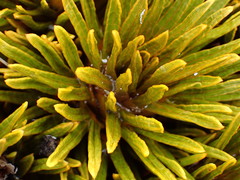Aciphylla dobsonii