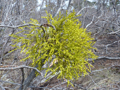 Misodendrum angulatum